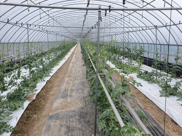 수박재배의 이동식 수직재배 장치가 설치된 비닐하우스. *재판매 및 DB 금지