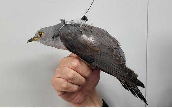 [서울=뉴시스] 벙어리뻐꾸기. (사진=국립생물자원관) 2023.06.05. photo@newsis.com *재판매 및 DB 금지 *재판매 및 DB 금지