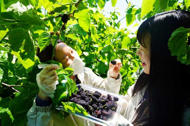 [해남=뉴시스] 오디 수확체험. *재판매 및 DB 금지