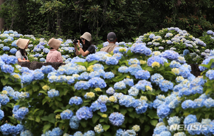 [서귀포=뉴시스] 우장호 기자 = 현충일 징검다리 연휴 둘째날인 4일 오후 제주 도내 대표적인 수국 명소인 서귀포시 온평리 혼인지에 나들이객들이 찾아와 즐거운 시간을 보내고 있다. 2023.06.04. woo1223@newsis.com