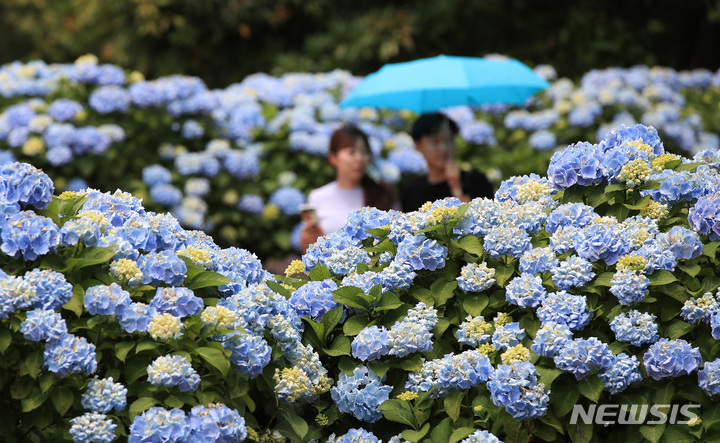 [서귀포=뉴시스] 우장호 기자 = 현충일 징검다리 연휴 둘째날인 4일 오후 제주 도내 대표적인 수국 명소인 서귀포시 온평리 혼인지에 나들이객들이 찾아와 즐거운 시간을 보내고 있다. 2023.06.04. woo1223@newsis.com