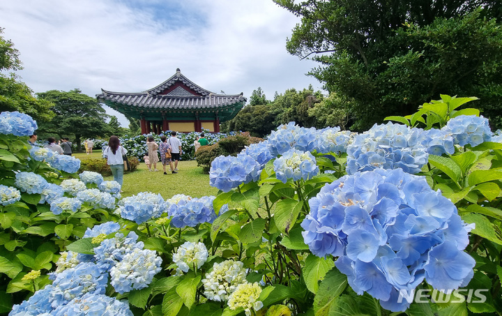 [서귀포=뉴시스] 우장호 기자 = 현충일 징검다리 연휴 둘째날인 4일 오후 제주 도내 대표적인 수국 명소인 서귀포시 온평리 혼인지에 나들이객들이 찾아와 즐거운 시간을 보내고 있다. 2023.06.04. woo1223@newsis.com