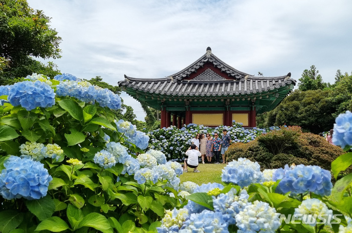 [서귀포=뉴시스] 우장호 기자 = 현충일 징검다리 연휴 둘째날인 4일 오후 제주 도내 대표적인 수국 명소인 서귀포시 온평리 혼인지에 나들이객들이 찾아와 즐거운 시간을 보내고 있다. 2023.06.04. woo1223@newsis.com