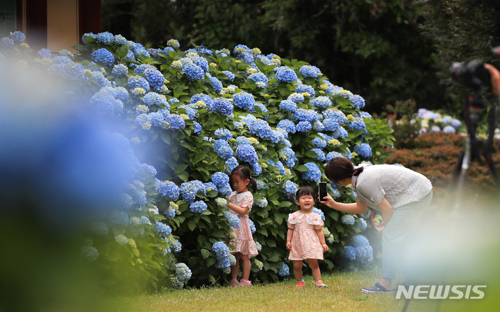 [서귀포=뉴시스] 우장호 기자 = 현충일 징검다리 연휴 둘째날인 4일 오후 제주 도내 대표적인 수국 명소인 서귀포시 온평리 혼인지에 나들이객들이 찾아와 즐거운 시간을 보내고 있다. 2023.06.04. woo1223@newsis.com