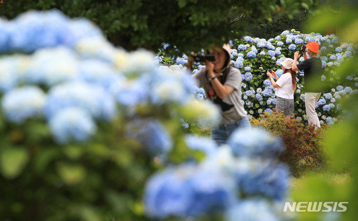 [서귀포=뉴시스] 우장호 기자 = 현충일 징검다리 연휴 둘째날인 4일 오후 제주 도내 대표적인 수국 명소인 서귀포시 온평리 혼인지에 나들이객들이 찾아와 즐거운 시간을 보내고 있다. 2023.06.04. woo1223@newsis.com