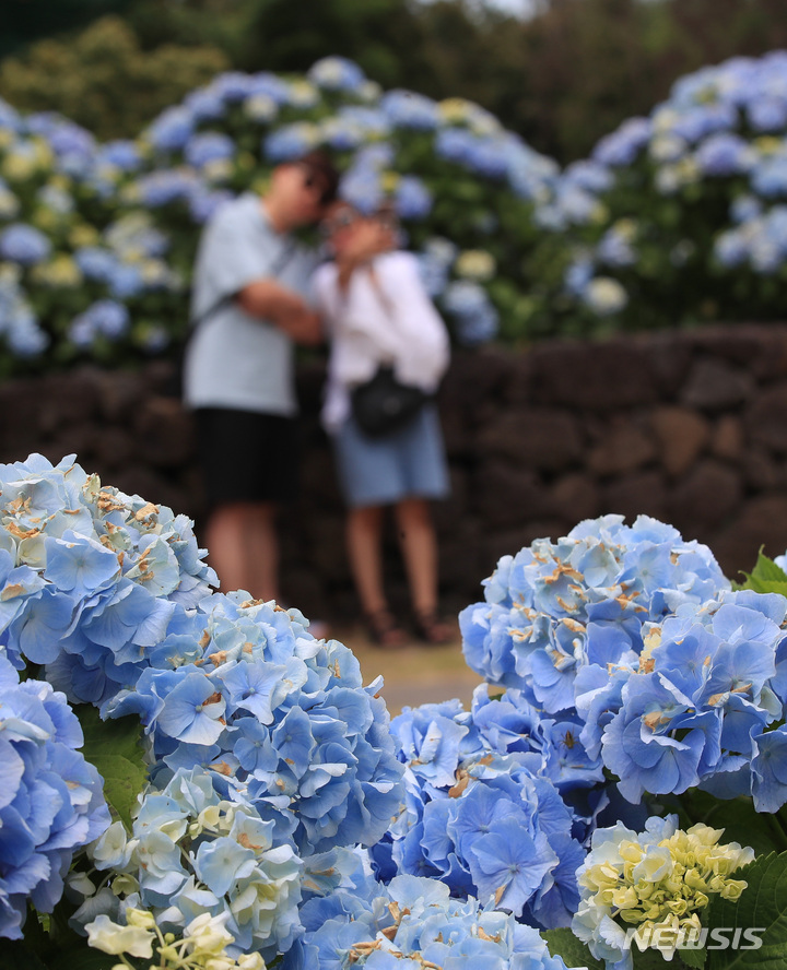 [서귀포=뉴시스] 우장호 기자 = 현충일 징검다리 연휴 둘째날인 4일 오후 제주 도내 대표적인 수국 명소인 서귀포시 온평리 혼인지에 나들이객들이 찾아와 즐거운 시간을 보내고 있다. 2023.06.04. woo1223@newsis.com