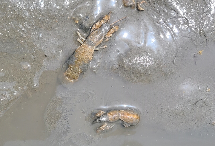 [인천=뉴시스] 인천 옹진군 영흥면 갯벌에서 서식 중인 쏙 모습. (사진=옹진군 제공) *재판매 및 DB 금지