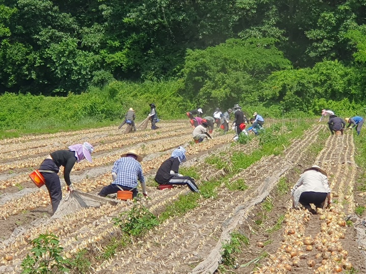 의령군 공무원 농촌 일손돕기 *재판매 및 DB 금지