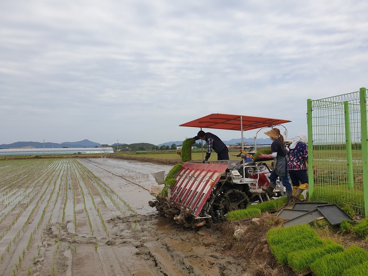 창원시, 벼 병해충 발생 예찰포 모내기 진행
