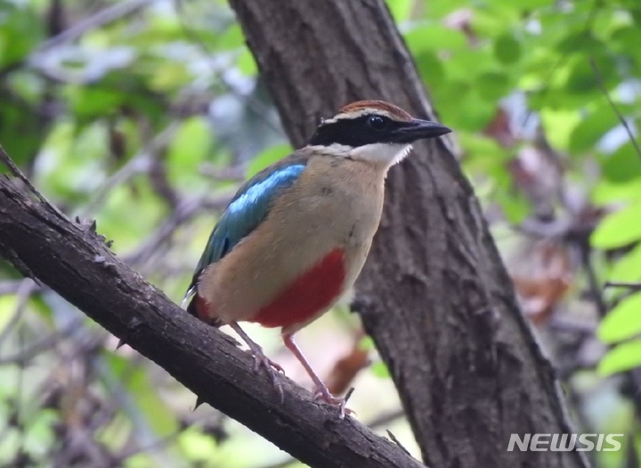 [광주=뉴시스] 김혜인 기자 = 지난해 5월5일 오전 민간공원특례사업이 진행되고 있는 광주 서구 중앙공원 숲에서 천연기념물 제204호이자 멸종위기종2급 팔색조가 포착됐다. 2023.06.06. (사진= 광주 도시새 전수·정밀 조사단 제공) photo@newsis.com 