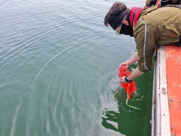 지난해 어린 주꾸미 방류 모습. (사진=경기도 제공) *재판매 및 DB 금지