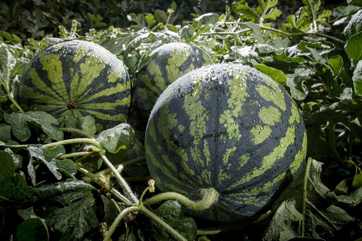 예천 꿀수박 (사진=예천군 제공) *재판매 및 DB 금지
