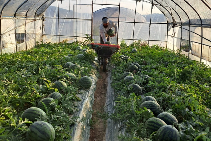 예천 용문면에서 수박을 수확하고 있다. (사진=예천군 제공) *재판매 및 DB 금지