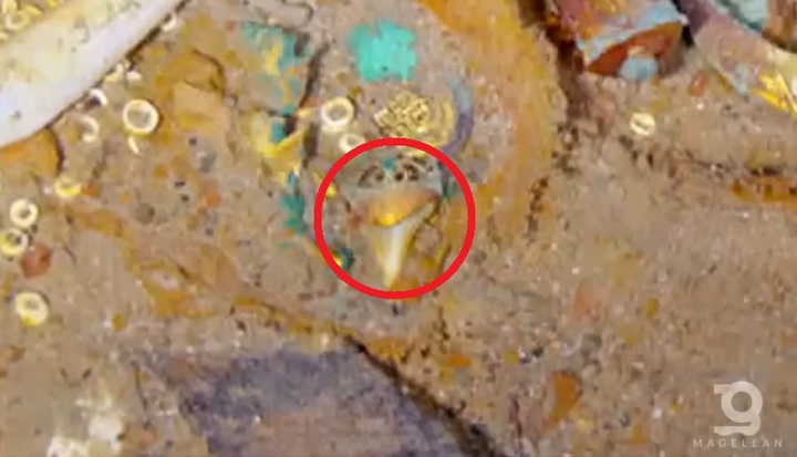 [서울=뉴시스] 지난달 31일(현지시간) 미국 CNN은 타이타닉 잔해를 스캔한 사진에서 선사 시대 초대형 상어인 '메갈로돈'의 이빨로 만든 목걸이가 발견됐다고 전했다. (사진=유튜브 Magellan 갈무리) 2023.06.07. *재판매 및 DB 금지