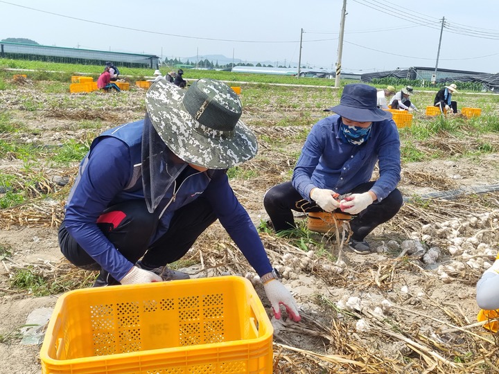 창녕군, "농가 인력지원 절실…농촌일손 돕기 동참해 주세요"