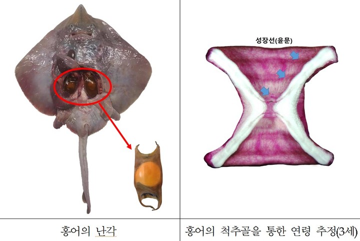 [부산=뉴시스] 홍어의 난각(왼쪽) 및 홍어의 척추골을 통한 연령 추정. (사진= 수과원 제공) *재판매 및 DB 금지