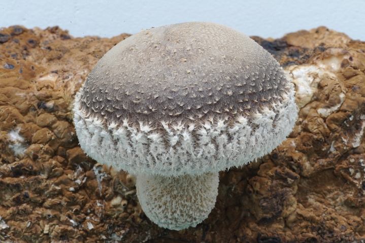 [진주=뉴시스] 표고버섯 신품종 태향고. *재판매 및 DB 금지