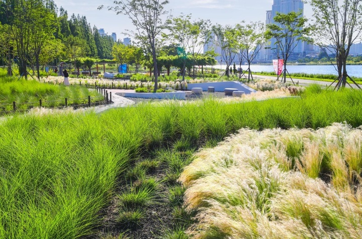 [울산=뉴시스] 울산 남구가 태화강 둔치 일원에 조성한 태화강 그라스 정원 전경. (사진=울산 남구 제공) photo@newsis.com *재판매 및 DB 금지