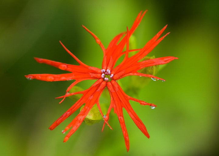 제비동자꽃. *재판매 및 DB 금지