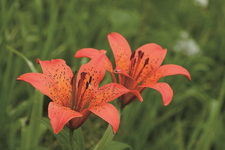 날개하늘나리. *재판매 및 DB 금지