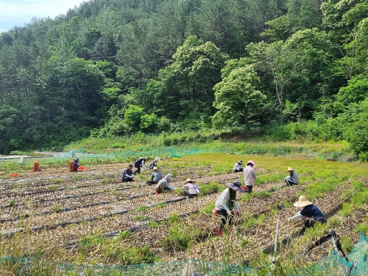 [합천=뉴시스] 합천군청 *재판매 및 DB 금지 *재판매 및 DB 금지