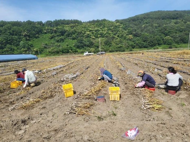 [합천=뉴시스] 합천군청 *재판매 및 DB 금지 *재판매 및 DB 금지