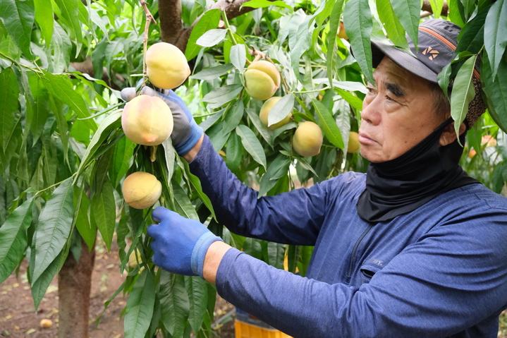 [영동=뉴시스] 안성수 기자 = 7일 충북 영동군 황간면 금계리 소재한 시설하우스에서 박정기씨가 복숭아를 수확하고 있다. (사진=영동군 제공) 2023.6.7. photo@newsis.com *재판매 및 DB 금지