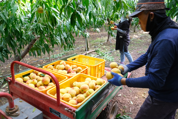 [영동=뉴시스] 안성수 기자 = 7일 충북 영동군 황간면 금계리 소재한 시설하우스에서 박정기씨가 복숭아를 수확하고 있다. (사진=영동군 제공) 2023.6.7. photo@newsis.com&nbsp; *재판매 및 DB 금지