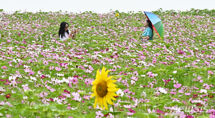 [안성=뉴시스] 김종택 기자 = 초여름 날씨를 보인 7일 경기도 안성시 안성팜랜드를 찾은 시민들이 활짝 핀 코스모스를 바라보며 추억을 남기고 있다. 2023.06.07. jtk@newsis.com