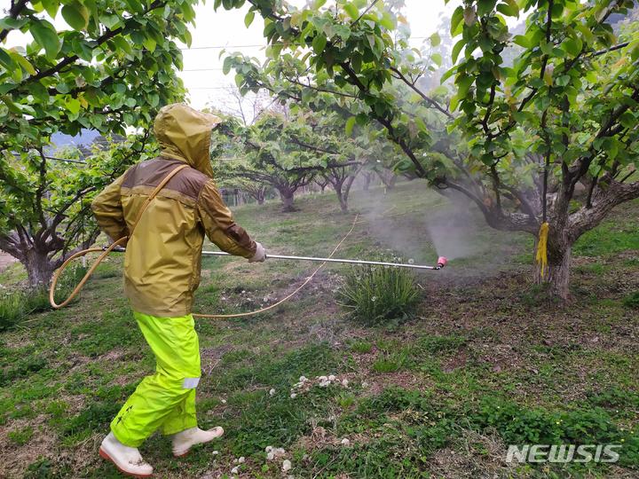 사천시, 과수원 돌발해충 공동방제 총력