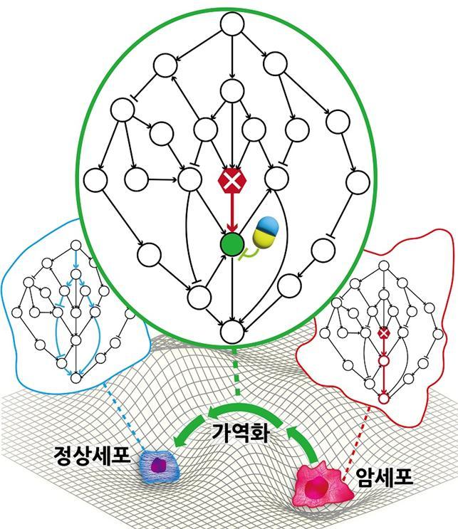 [대전=뉴시스] 암세포를 정상세포로 되돌리는 치료원리 규명 모식도. 돌연변이에 의해 세포내 유전자 조절 네트워크의 입출력 관계가 왜곡되면 복잡한 네트워크에 내재된 분자회로의 중복성을 파악해 이를 토대로 가역가능 유전자 타겟을 찾아내고 조절해 왜곡된 입출력 관계를 다시 정상 상태로 되돌릴 수 있다. *재판매 및 DB 금지