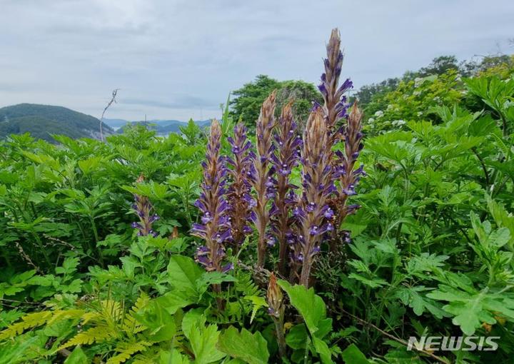 [통영=뉴시스] 신정철 기자= 국립공원공단 한려해상국립공원동부사무소는 8일, 한려해상국립공원 도서지역에서 멸종위기 야생생물 Ⅱ급인 백양더부살이의 군락지를 확인했다고 밝혔다.(사진=한려해상국립공원동부사무소 제공).2023.06.08. photo@newsis.com