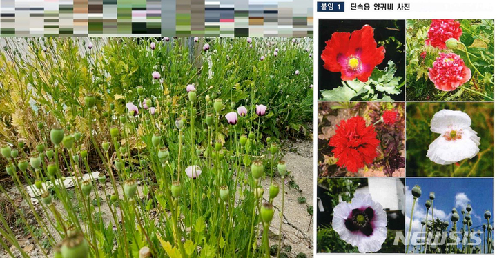 [완도=뉴시스] 전남 완도해양경찰서는 농공단지 일대에서 발견된 양귀비 1027주가 마약 성분을 포함하고 있는 것으로 확인돼 전체 폐기했다고 8일 밝혔다. photo@newsis.com *재판매 및 DB 금지