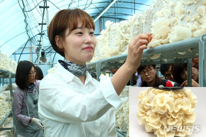 [나주=뉴시스] 전남농업기술원이 자체 육성한 하얀 목이버섯 '새얀' 품종. (사진=전남농기원 제공) 2023.06.08. photo@newsis.com
