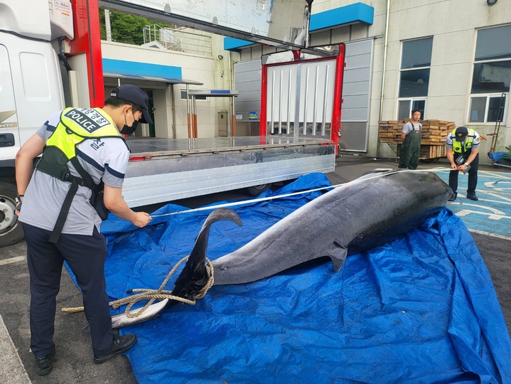 지난 8일 오후 5시께 전북 부안군 상왕등도 인근에서 조업 중이던 어선에 밍크고래가 혼획됐다.(사진=보령해양경찰서 제공) *재판매 및 DB 금지
