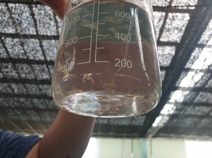 [전북=뉴시스] 최정규 기자 = 전북도수산기술연구소가 자체 생산한 어린 꽃게. (전북도 제공) *재판매 및 DB 금지