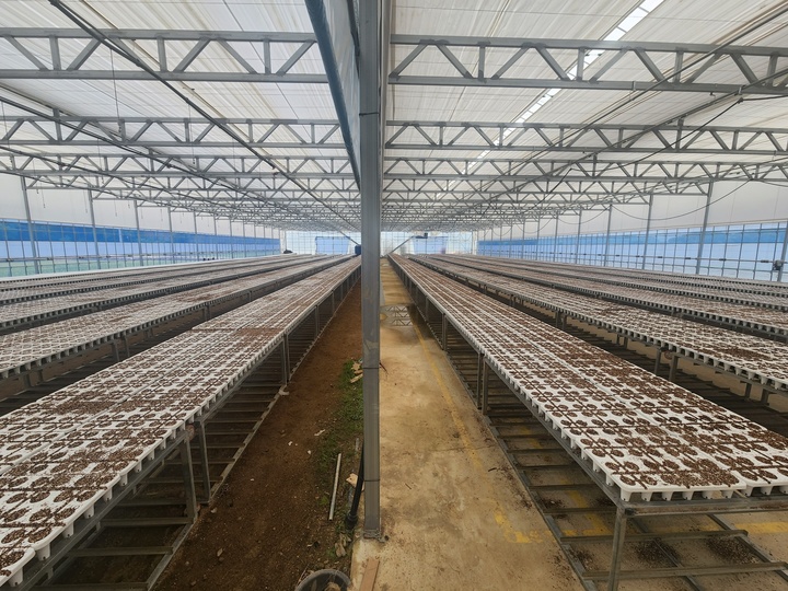 충주시 엄정면 율능리 북충주 못자리뱅크 벼육묘장에 시험재배 중인 딸기육묘. (사진=충주시 제공) *재판매 및 DB 금지