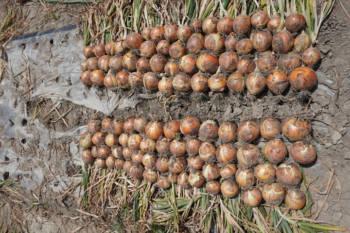 [진주=뉴시스] 신품종 양파 '아크네' *재판매 및 DB 금지