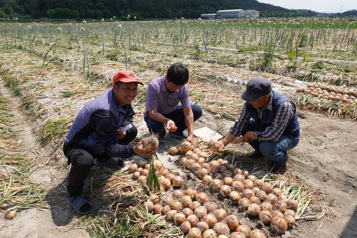 [진주=뉴시스] 경남도농업기술원, 양파 신품종 '아크네' 현장평가회 *재판매 및 DB 금지