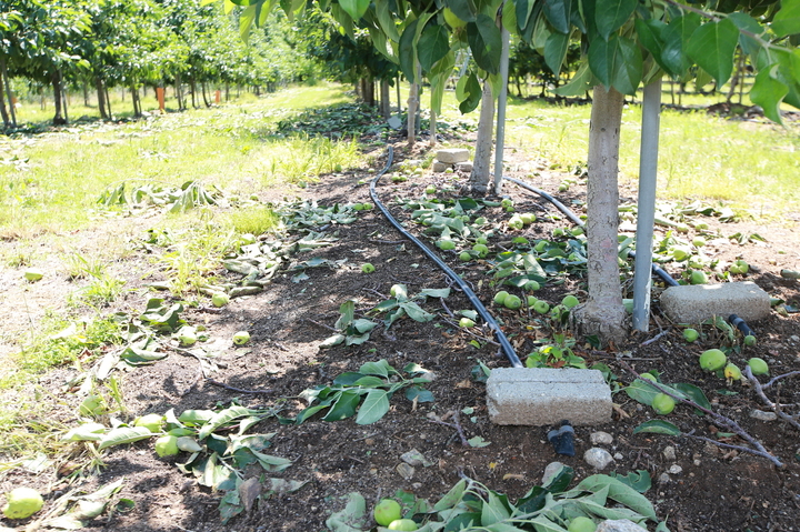 영주시 풍기읍 한 사과농원의 우박 피해 모습 (사진=영주시 제공) *재판매 및 DB 금지