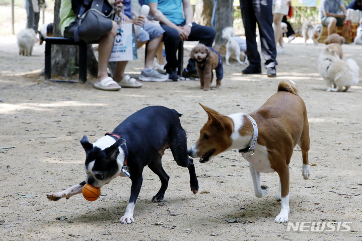 [서울=뉴시스] 고승민 기자 = 11일 서울 서초구 매헌시민의숲 반려견놀이터에서 열린 '반려견 놀이터 개장 축제'를 찾은 시민들이 반려견과 즐거운 시간을 보내고 있다. 2023.06.11. kkssmm99@newsis.com
