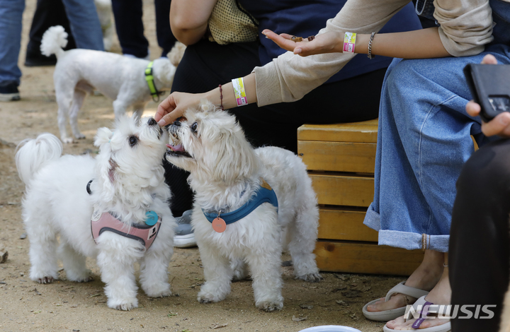 [서울=뉴시스] 고승민 기자 = 서울 서초구 매헌시민의숲 반려견놀이터. 2023.06.11. kkssmm99@newsis.com