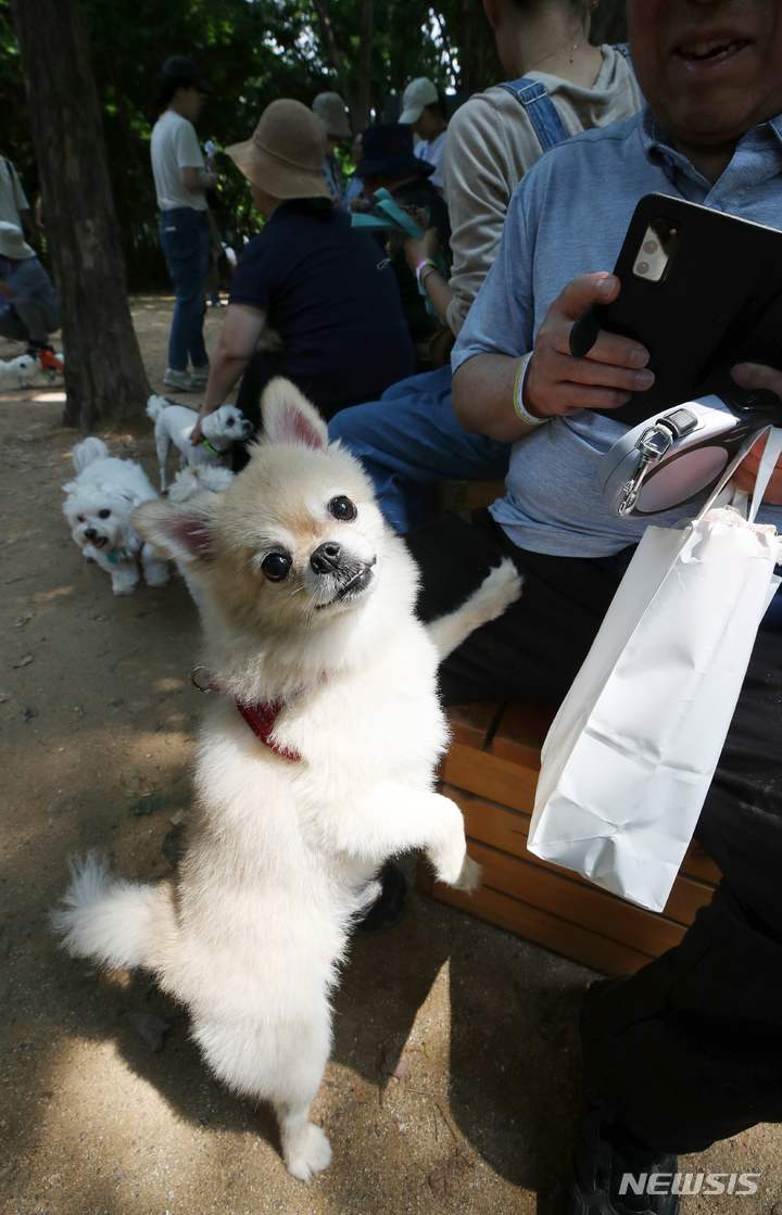 [서울=뉴시스] 고승민 기자 = 11일 서울 서초구 매헌시민의숲 반려견놀이터에서 열린 '반려견 놀이터 개장 축제'를 찾은 시민들이 반려견과 즐거운 시간을 보내고 있다. 2023.06.11. kkssmm99@newsis.com