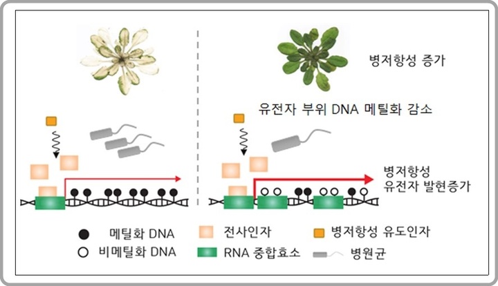 [대전=뉴시스] 유전자 부위의 DNA 메틸화를 통한 식물 병저항성 기억 모델. DNA 메틸화가 감소하면 식물은 병원균 공격에 대해 더 빠르고 강력한 방어 반응을 일으키도록 준비된 상태가 된다. 이후 병원균이 식물을 공격할 경우 병저항성 유전자의 발현이 빠르게 증가해 식물의 병저항성이 증가한다.(사진=포항공과대 황일두 교수 제공) *재판매 및 DB 금지