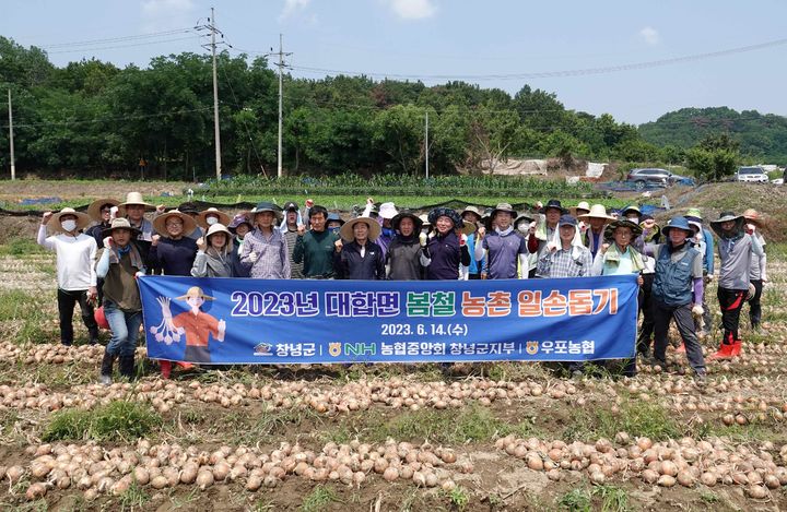 창녕군-농협중앙회-우포농협 합동 양파 수확 구슬땀