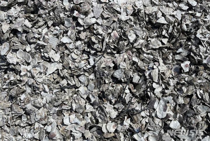 [안동=뉴시스] 수산 부산물 굴 껍데기. (사진=뉴시스 DB) 2024.04.03