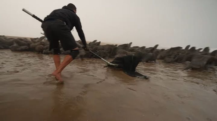 [서울=뉴시스]나미비아 해안 보호대가 장애물에 걸린 물개를 포획하는 장면. (사진=다큐멘터리 '커팅 더 라인' 예고편 캡처) 2023.06.15. photo@newsis.com *재판매 및 DB 금지