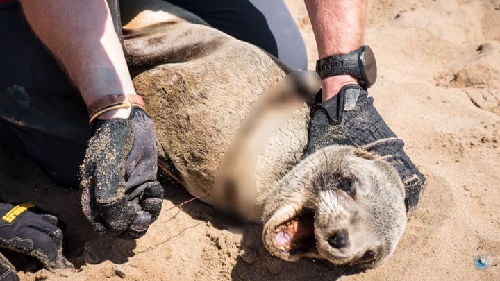 [서울=뉴시스]나미비아 해안 보호대의 물개 구조 영상. 새끼 남아프리카물개의 목에 낚싯줄이 파고든 상태다. (사진=유튜브 채널 'Ocean Conservation Namibia' 영상 캡처) 2023.06.15. photo@newsis.com *재판매 및 DB 금지