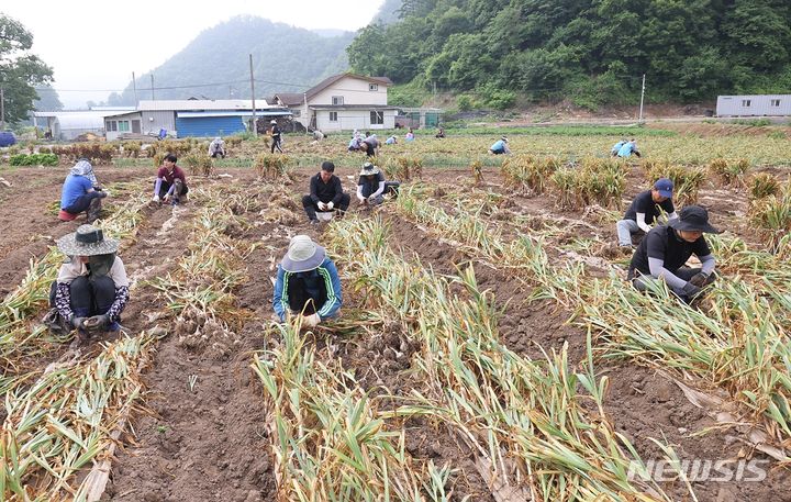 [단양=뉴시스] 이도근 기자= 19일 충북 단양군 단성면에서 마늘 수확이 한창이다. 한 통이 6~7쪽인 단양 황토마늘은 석회암 지대 황토밭에서 재배돼 맛과 향이 진하고 저장성이 우수해 전국적인 명품 마늘로 꼽힌다. (사진=단양군 제공) 2023.6.19. photo@newsis.com *재판매 및 DB 금지