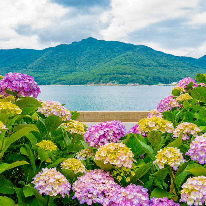 [거제=뉴시스] 신정철 기자= 경남 거제시 남부면 저구항 일원에서 오는 23~24일, ‘제6회 남부면 수국축제’가 개최된다. 20년전 남부면민들이 자발적으로 심기 시작한 수국이 크고 탐스러운 군락을 만들었다. 전국 최대의 식재면적을 자랑하는 거제 수국을 보기 위해 벌써부터 관광객들의 발길이 이어지고 있다.(사진=거제시 제공).2023.06.20. photo@newsis.com *재판매 및 DB 금지